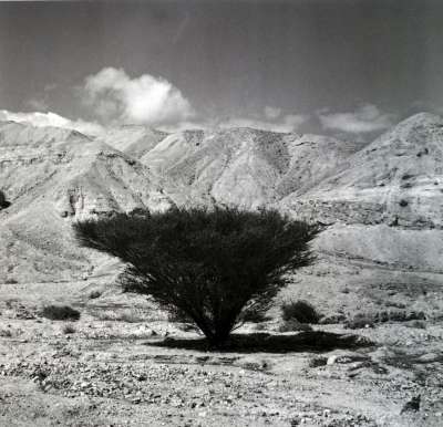Acacia Tree in the Arava Desert